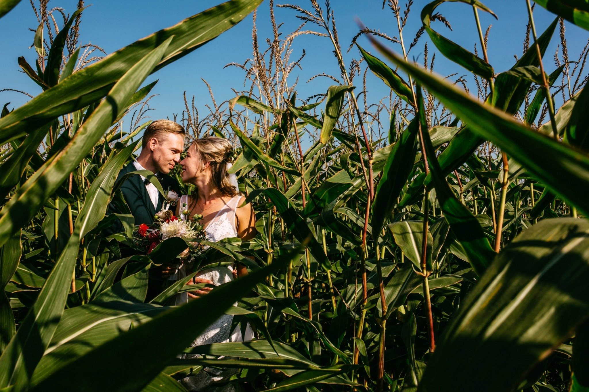A bride and groom stand in a maize field.