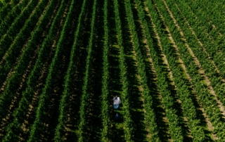 Een luchtfoto van een persoon die door een veld met bomen loopt en bijzondere trouwfoto's maakt.