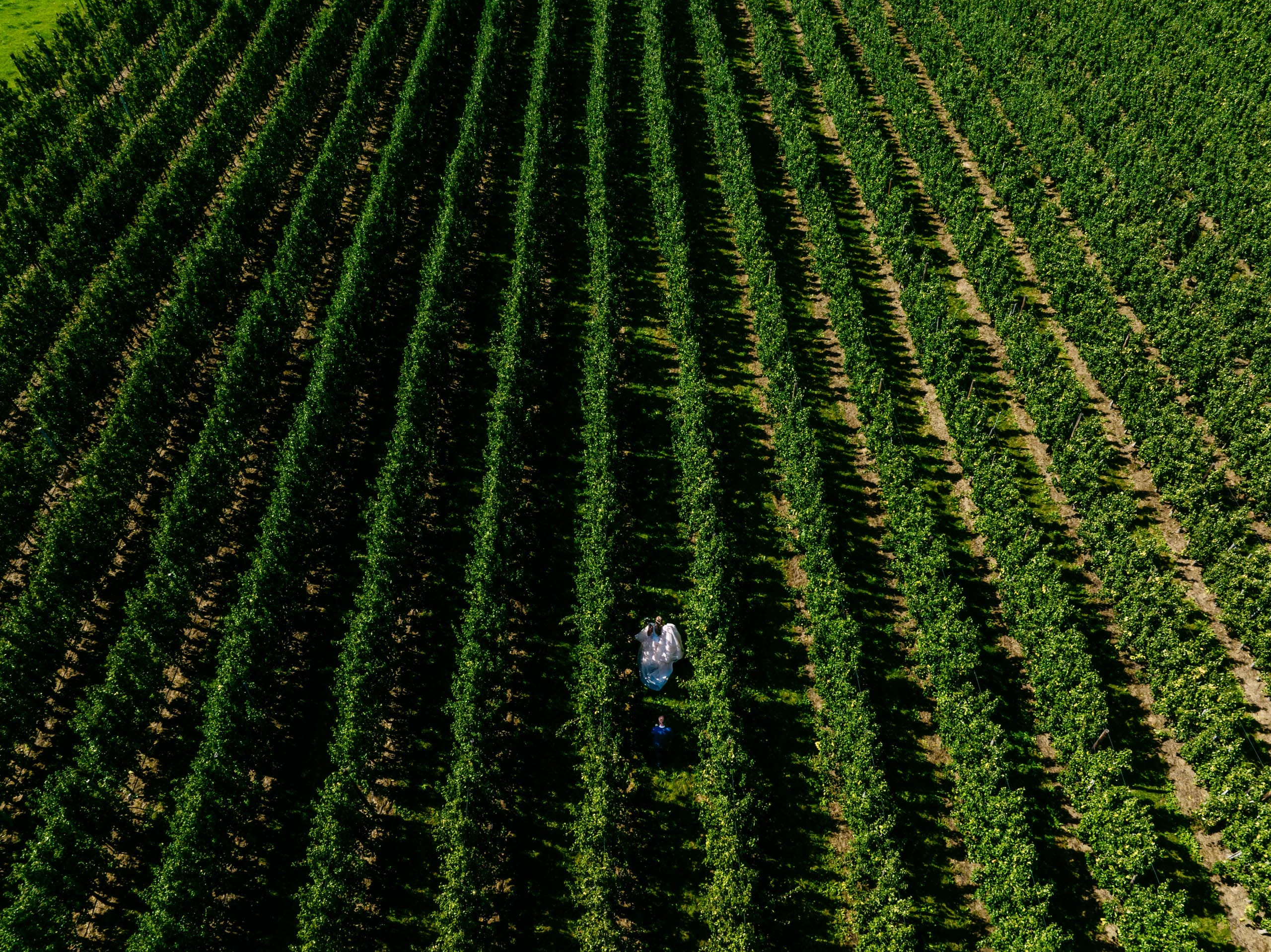 An aerial view of a person walking through a field of trees taking special wedding photos.