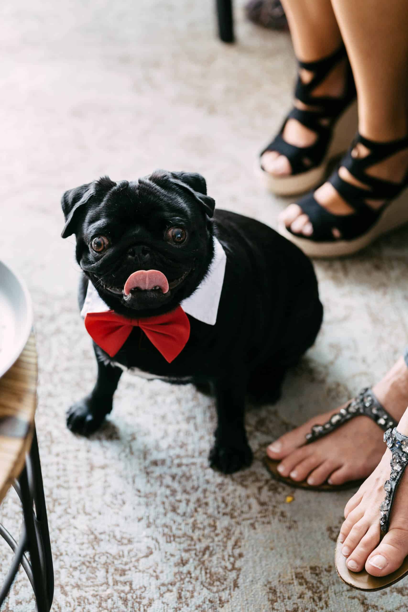     Description: A black pug wearing a red bow tie during a wedding in Animals.