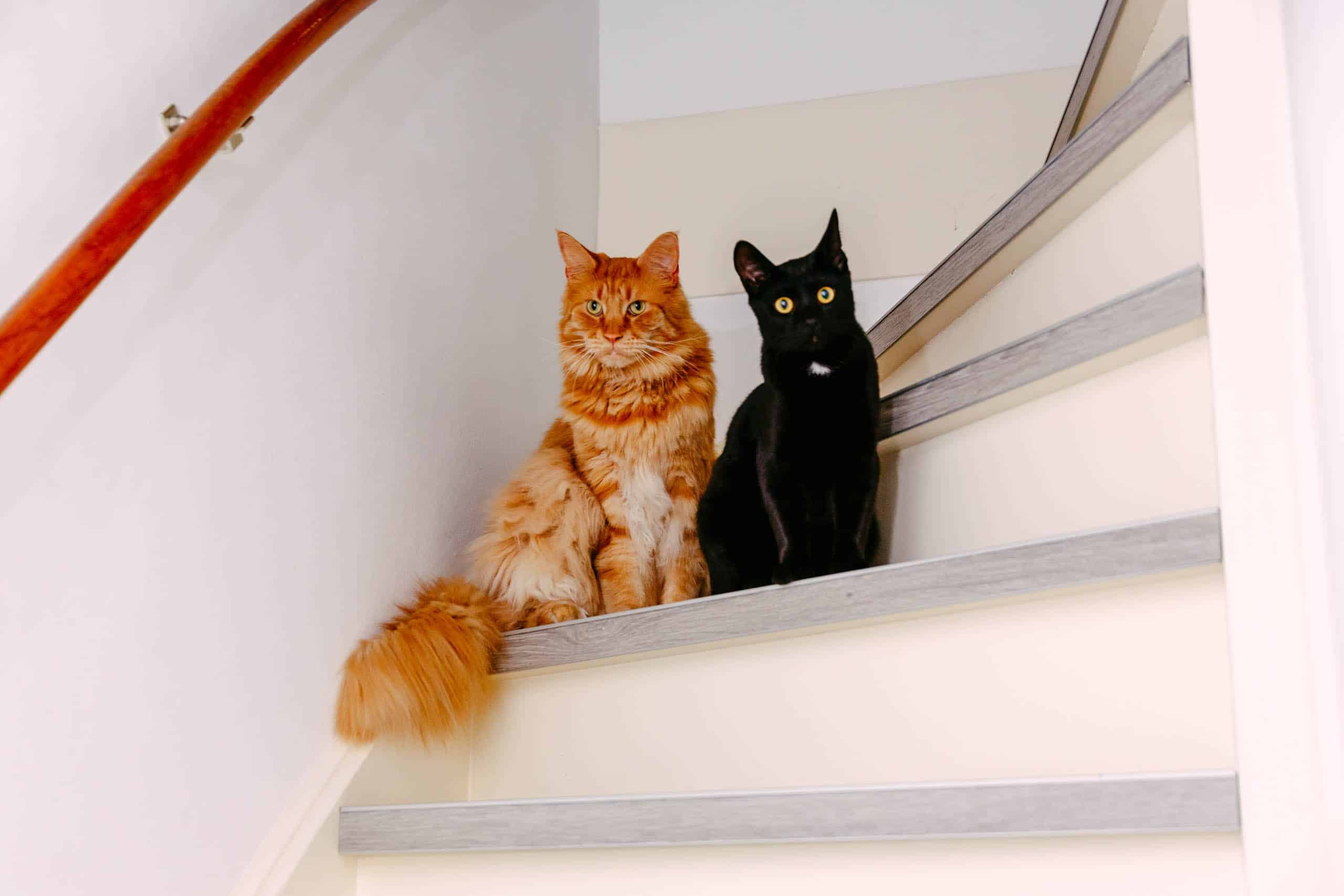 Twee katten zitten op de trap tijdens een dierenbruiloft