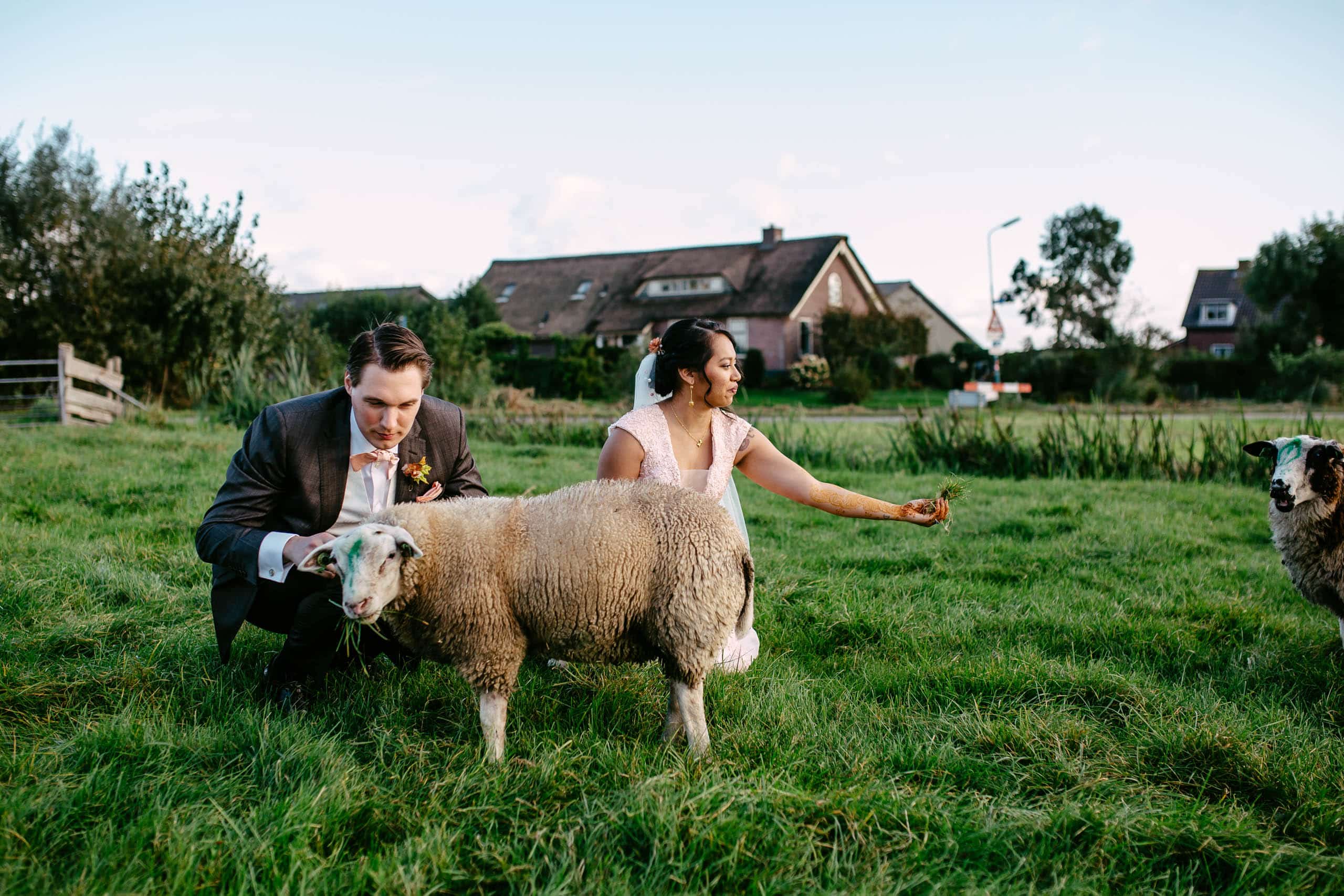 Een echtpaar op hun dierenbruiloft aait vrolijk een schaap in een weiland.