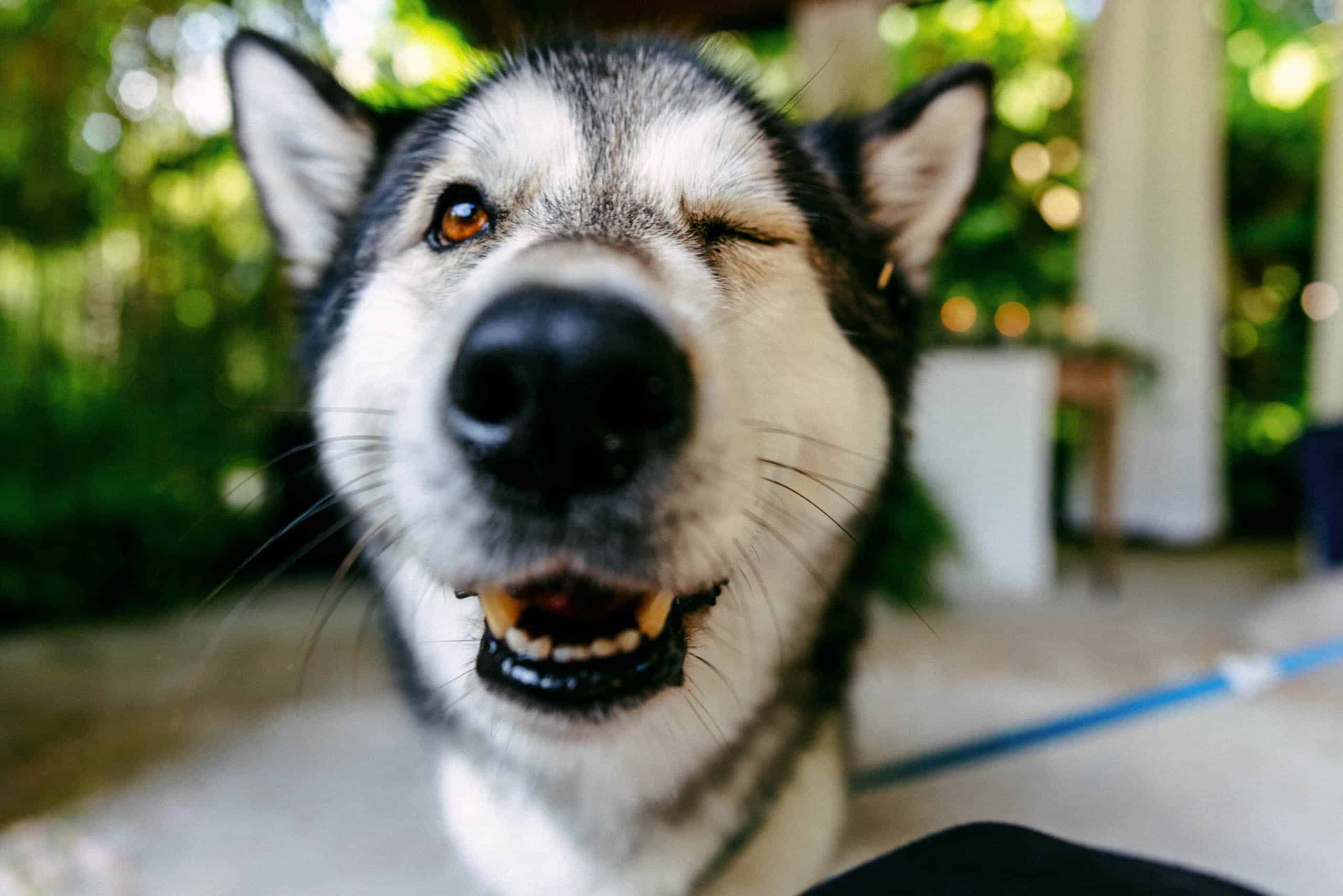 Een close-up van een huskyhond met zijn mond open tijdens een dierenbruiloft.