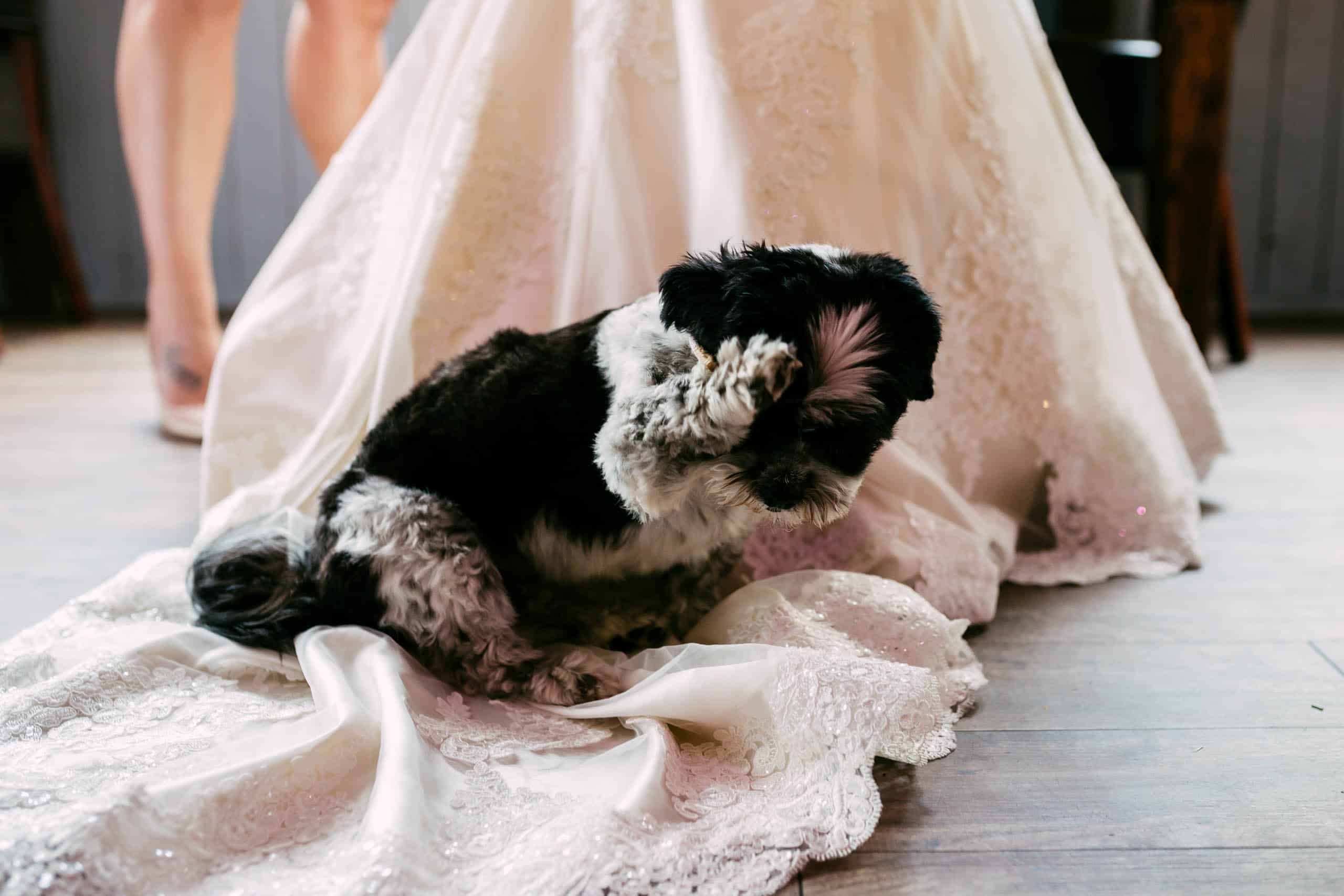 Een zwart-witte hond zit op de jurk van een bruid tijdens een dierenbruiloft.