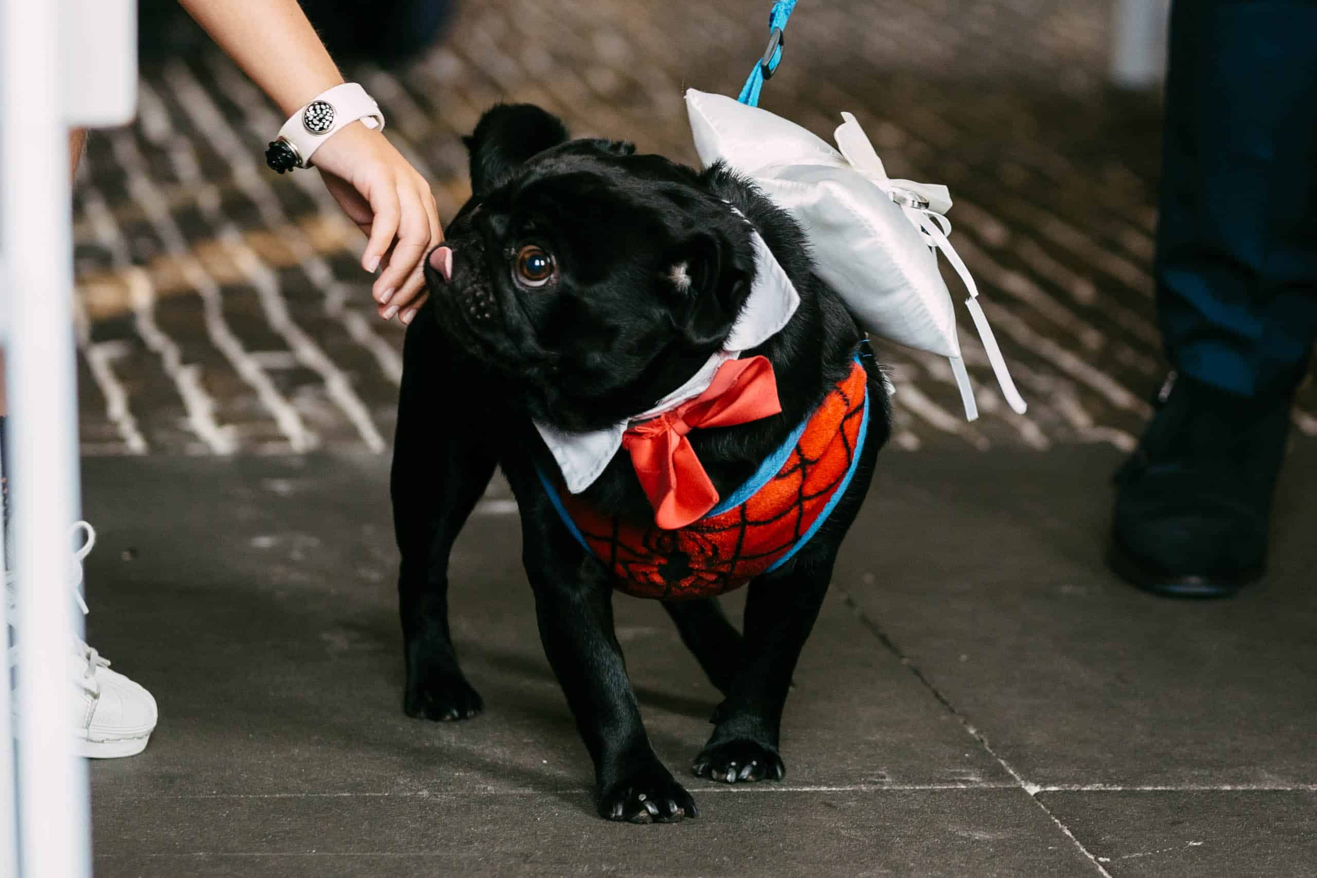 A pug in a suit and bow tie attending an animal wedding.