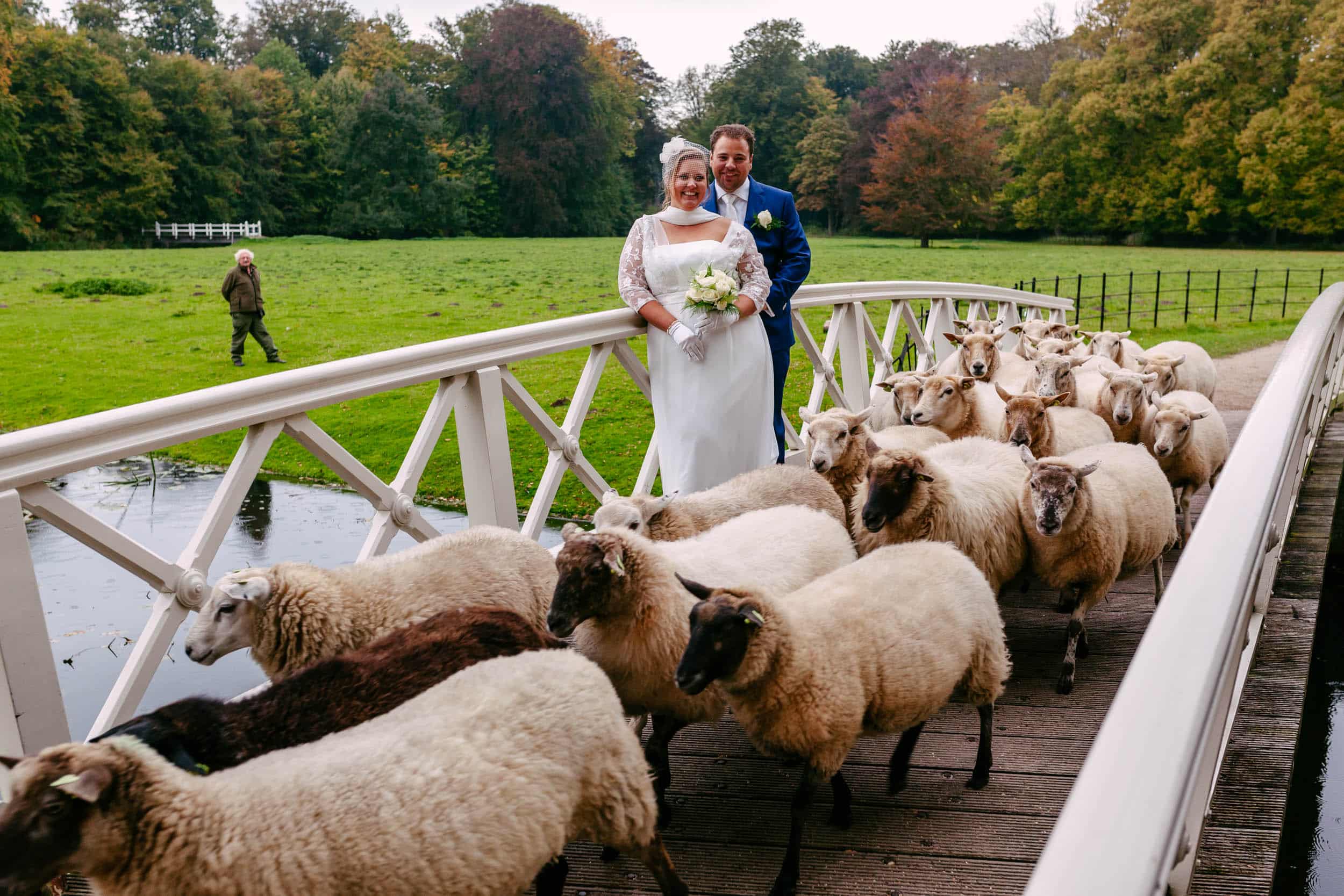 A bride and groom with sheep at the Orangery Elswout Bridge.